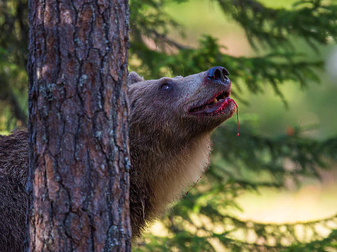 Неудачно покормил: медведь откусил руку нетрезвому мужчине
