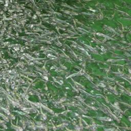 В рыбоводство ЯНАО привлекают научные кадры