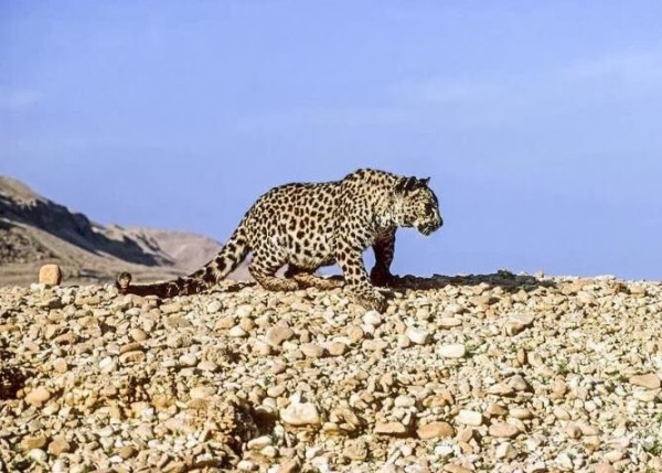 <br />
Саудовская Аравия выделит 20 млн долларов, чтобы сохранить южноаравийского леопадрда<br />
