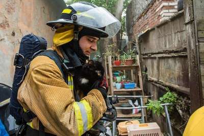 Из горящего приюта для животных в Петербурге спасли 300 кошек и 7 собак