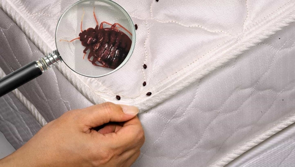 <br />
Британские специалисты рассказали, каких насекомых стоит опасаться в пятизвездочных отелях<br />
